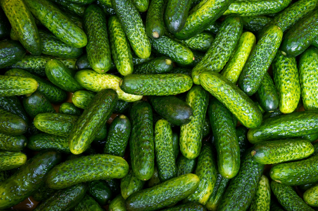 India emerges as largest exporters of cucumber, gherkins