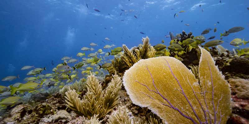 Davos talks high seas treaty as first ratification in sight 